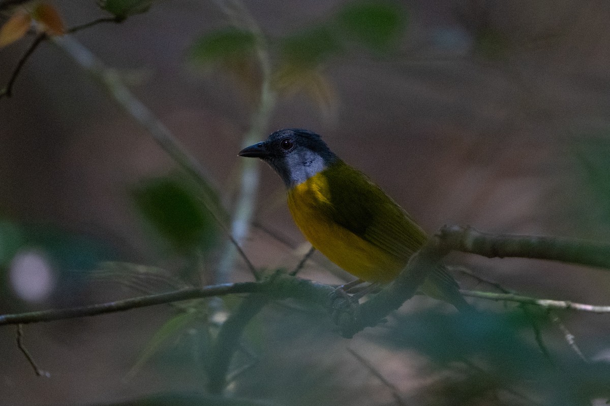 Gray-headed Tanager (Gray-crested) - Kyle Arpke