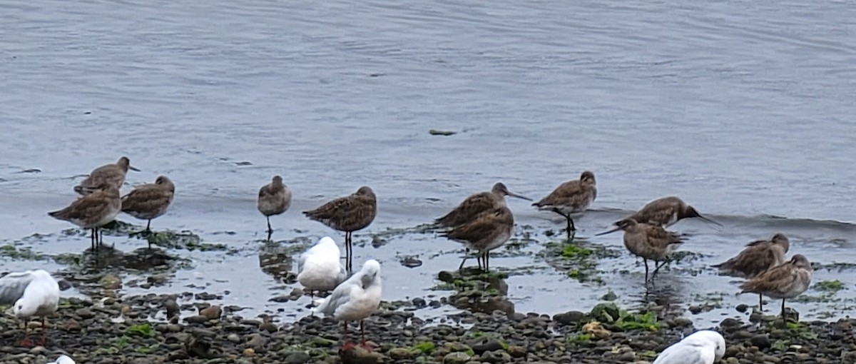 Hudsonian Godwit - ML560411451