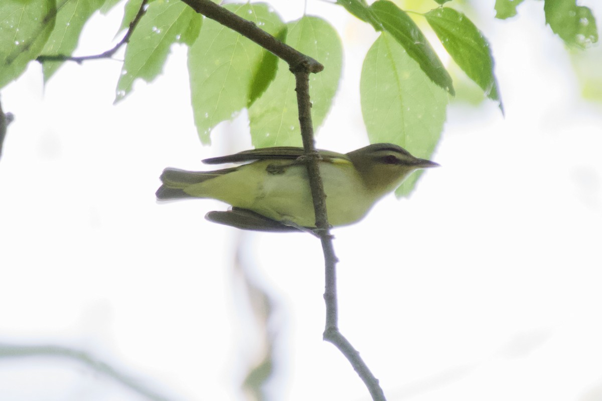 Red-eyed Vireo - ML560412051