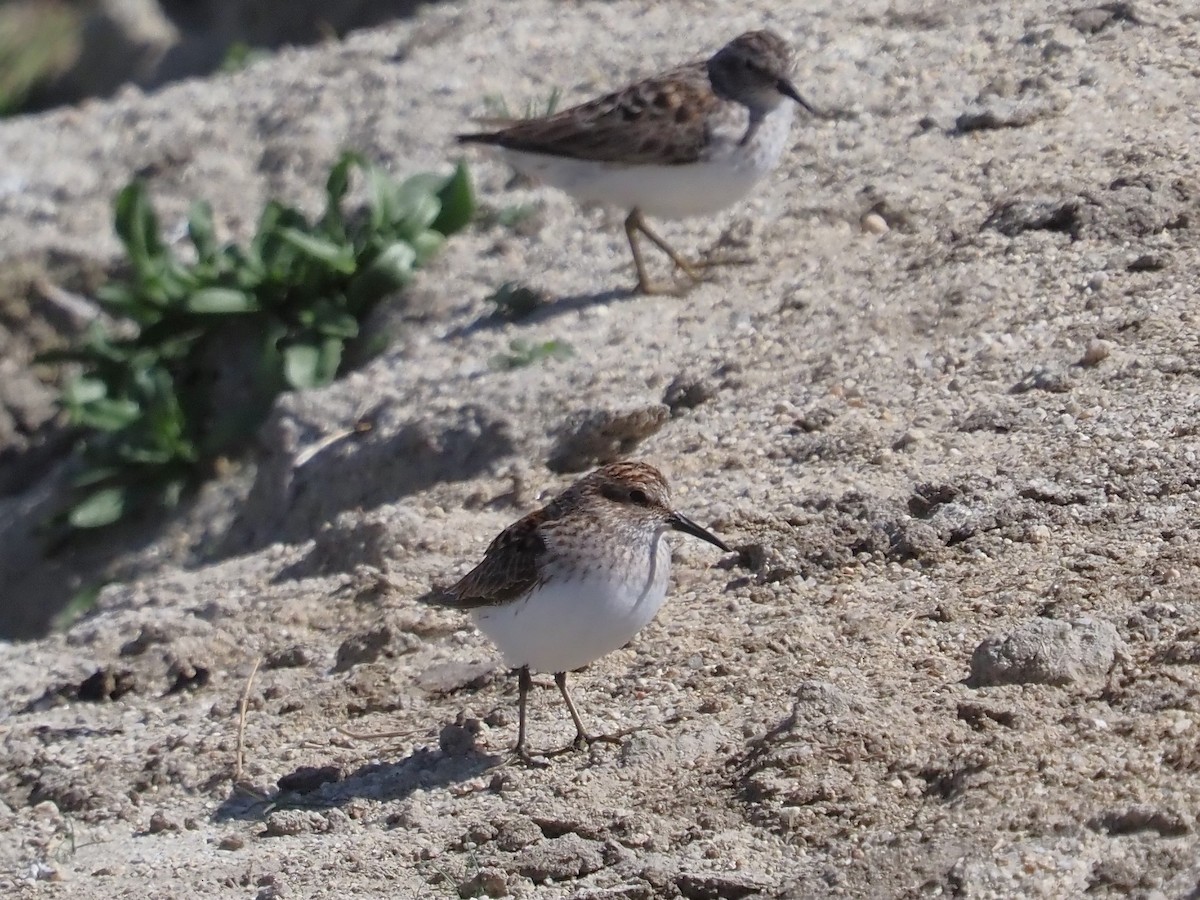 Least Sandpiper - ML560412141