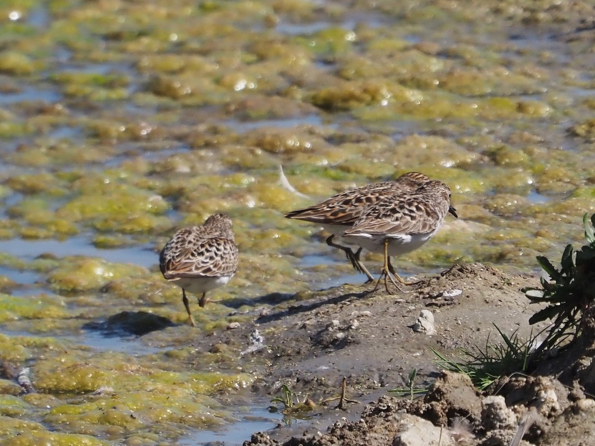 Least Sandpiper - ML560412151