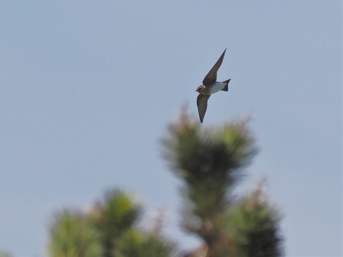 Northern Rough-winged Swallow - Jack Wickel