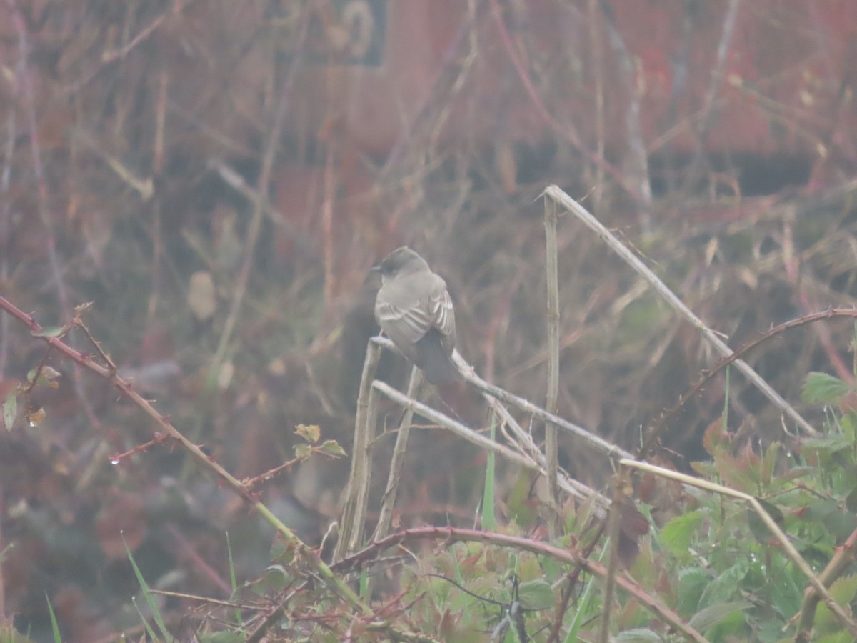 Say's Phoebe - Cordia Sammeth