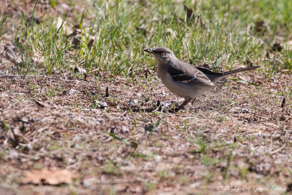 Northern Mockingbird - ML560413681