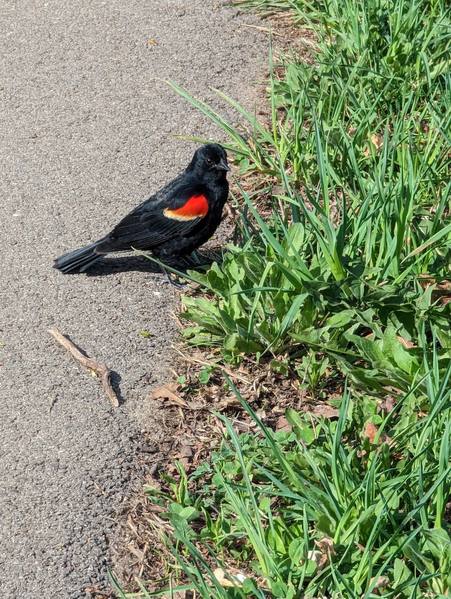 Red-winged Blackbird - ML560414011