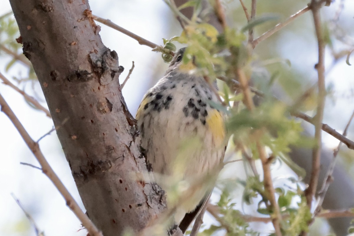 Yellow-rumped Warbler (Audubon's) - ML560414081