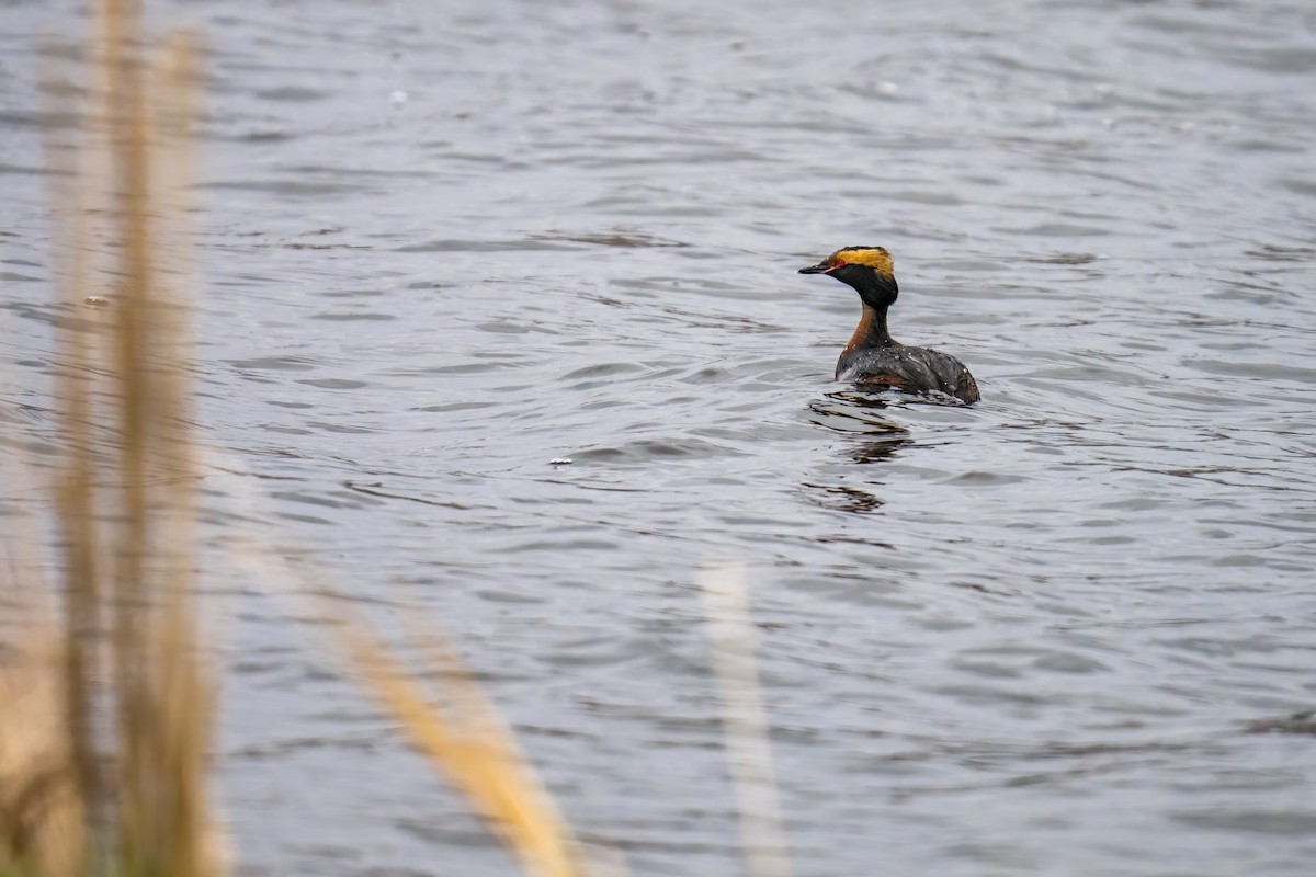 Horned Grebe - ML560414091