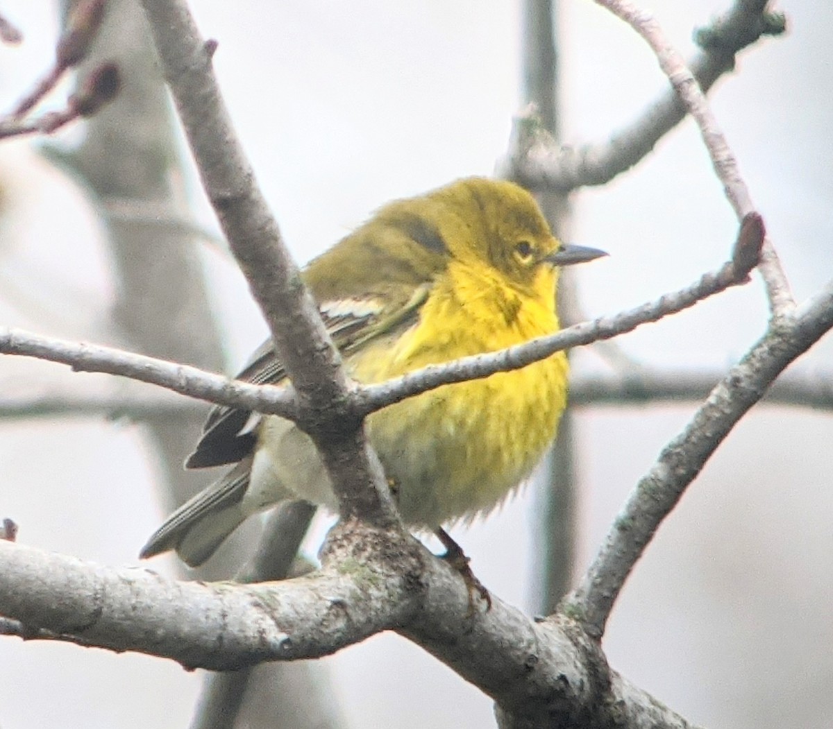 Pine Warbler - ML560414491