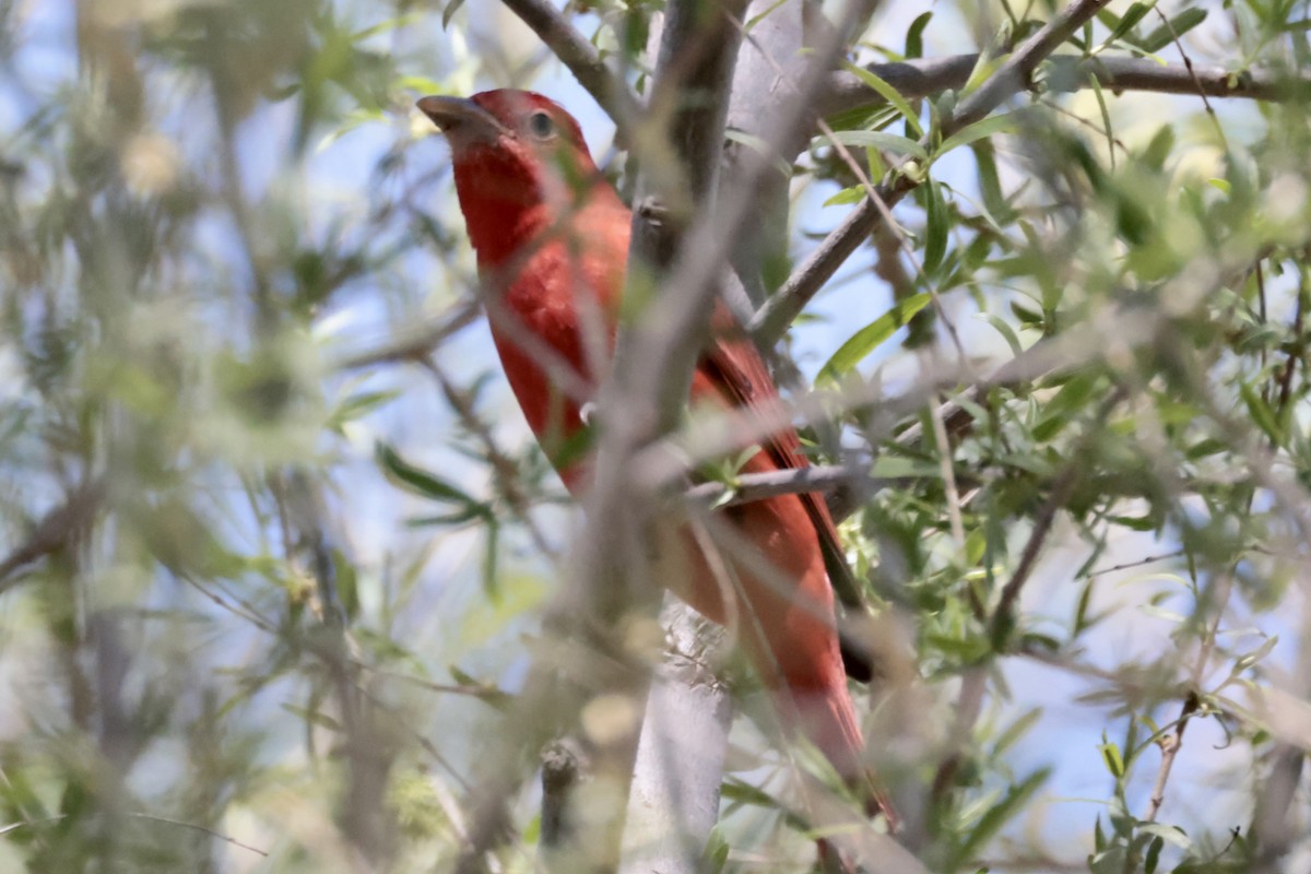 Summer Tanager - ML560414961