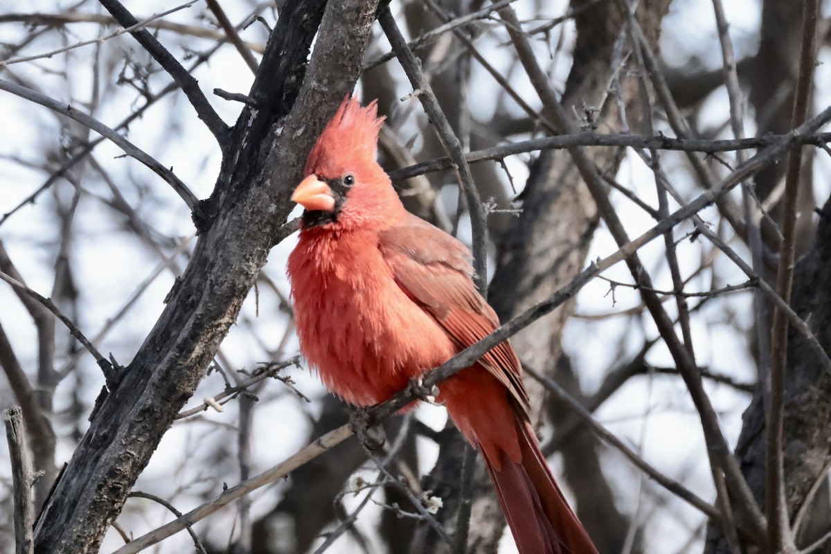 Northern Cardinal - ML560415191