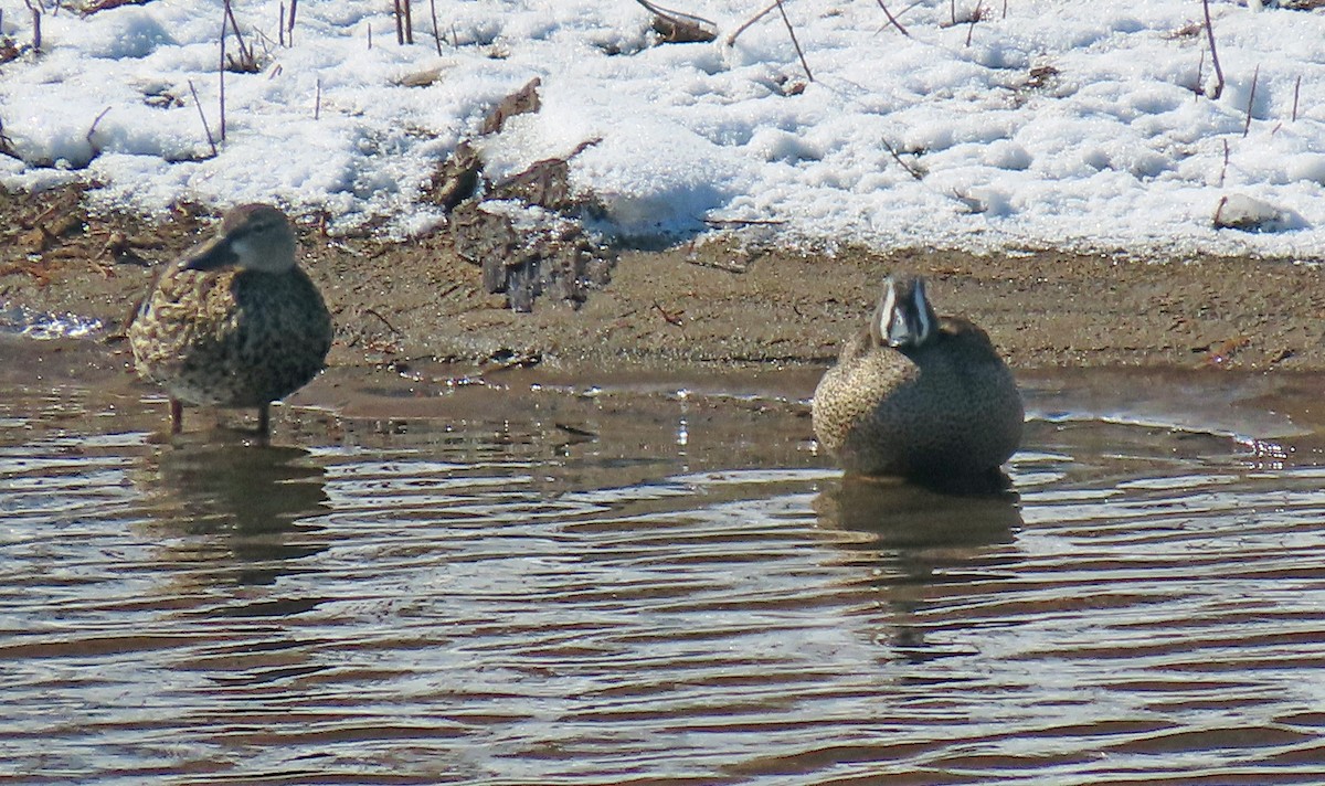 Blue-winged Teal - ML560416251