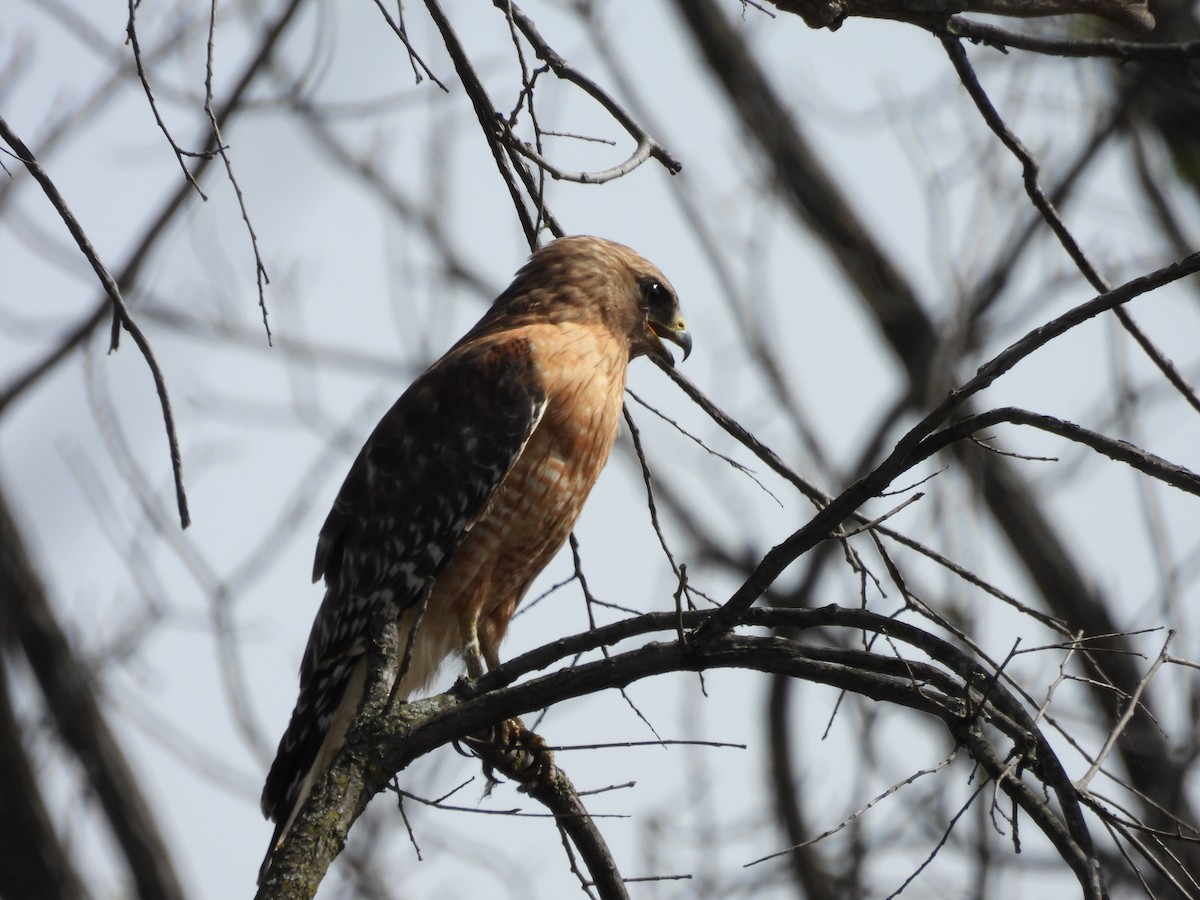 Red-shouldered Hawk - Pat Whittle