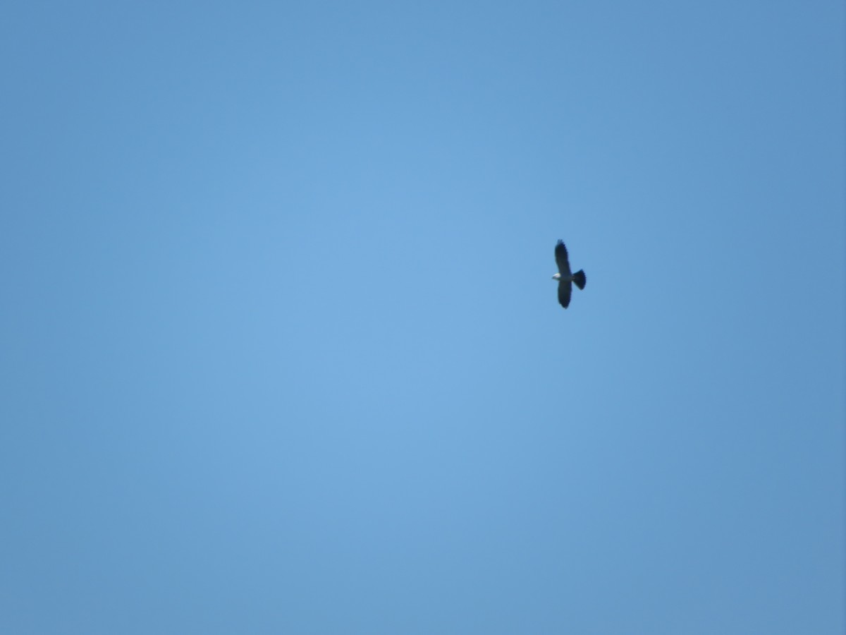 Mississippi Kite - ML560418221