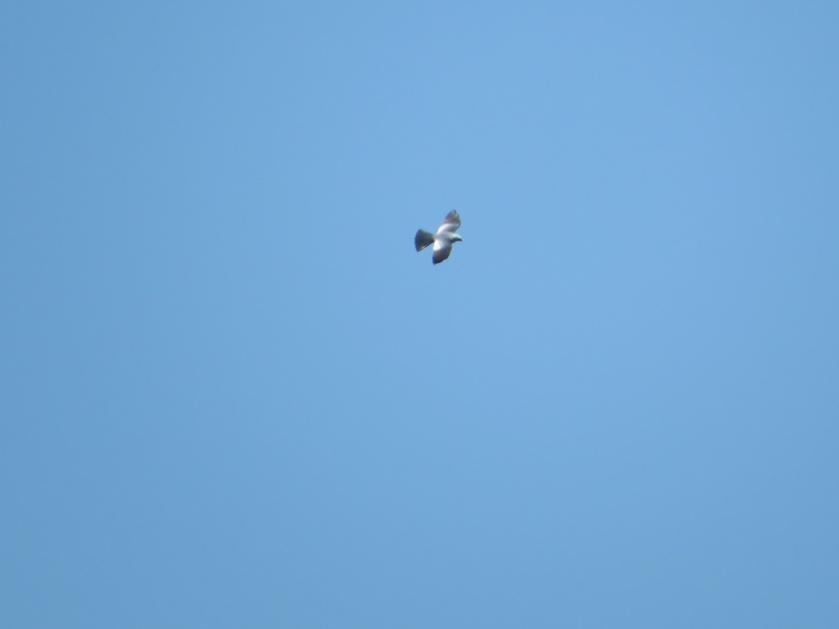 Mississippi Kite - ML560418231
