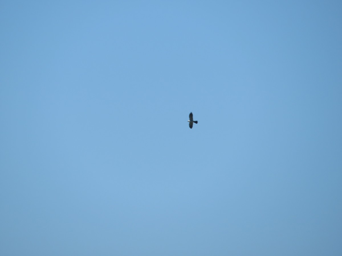 Mississippi Kite - ML560418241