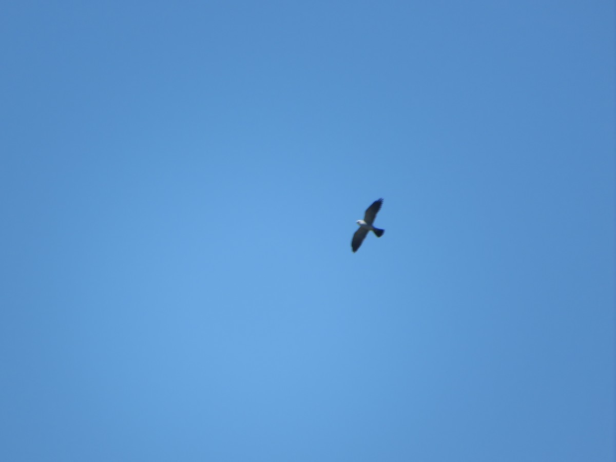 Mississippi Kite - ML560418251