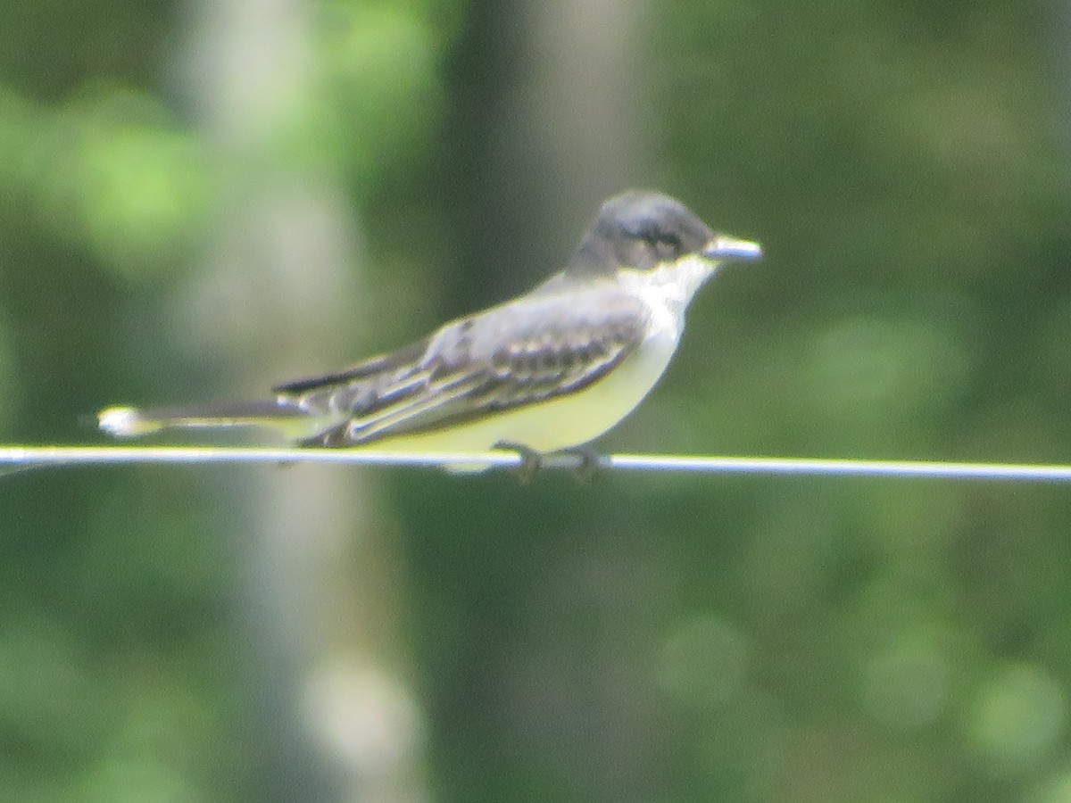 Eastern Kingbird - ML560418401
