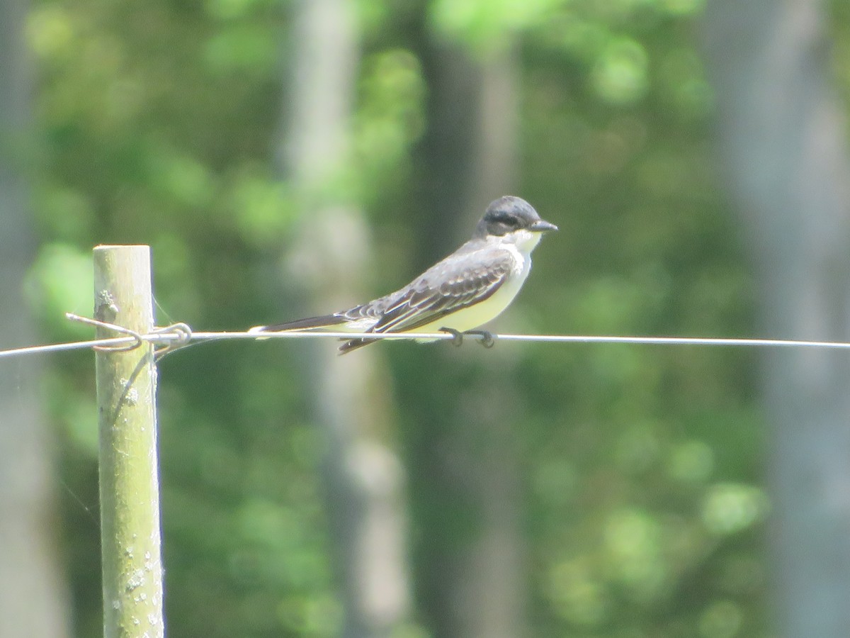 Eastern Kingbird - ML560418411