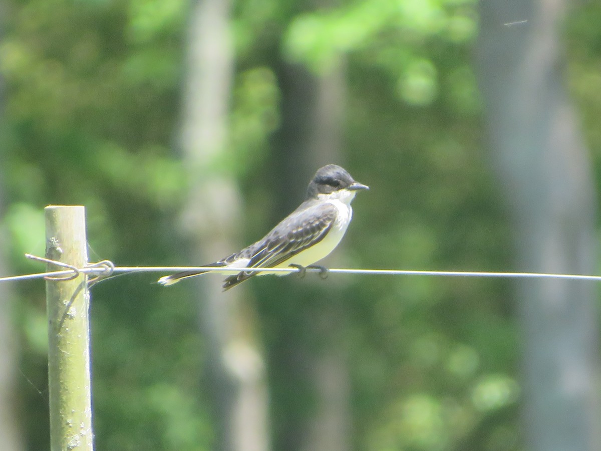 Eastern Kingbird - ML560418421