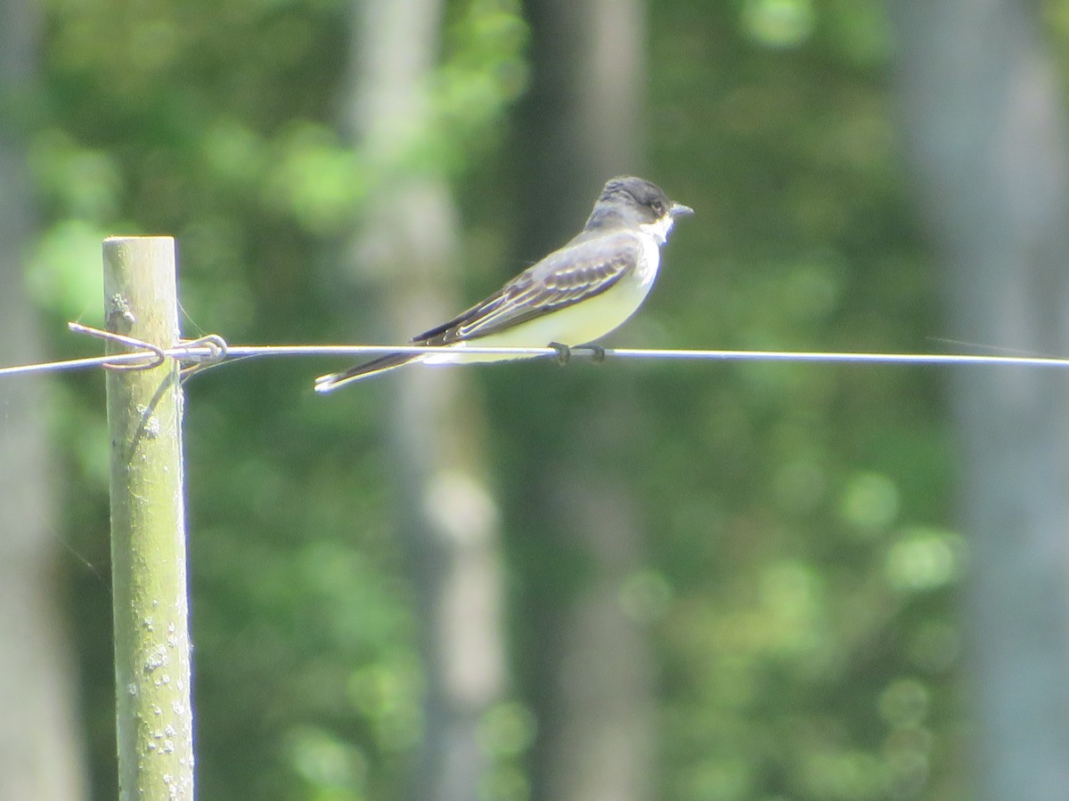 Eastern Kingbird - ML560418431