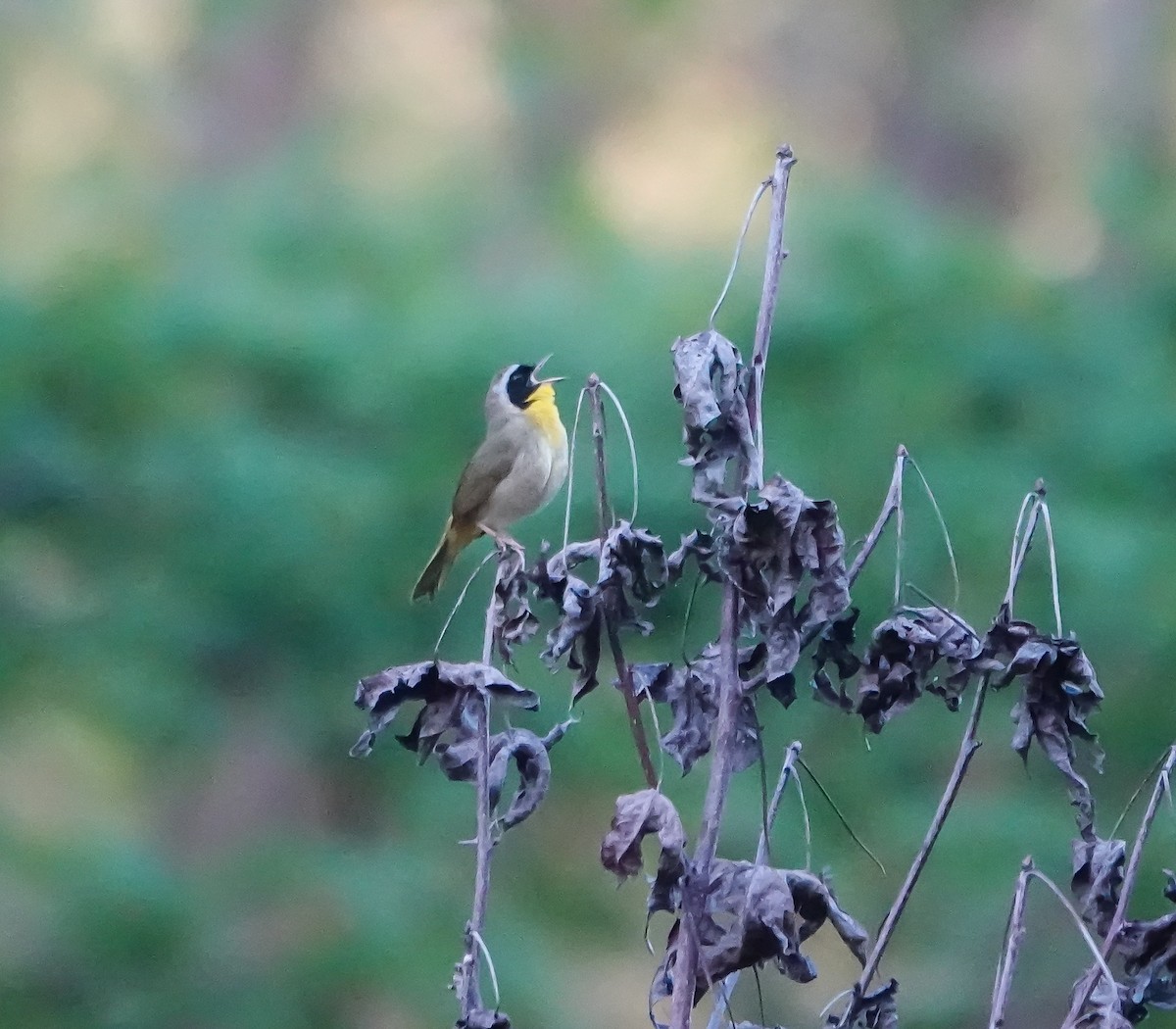 Common Yellowthroat - ML560419061