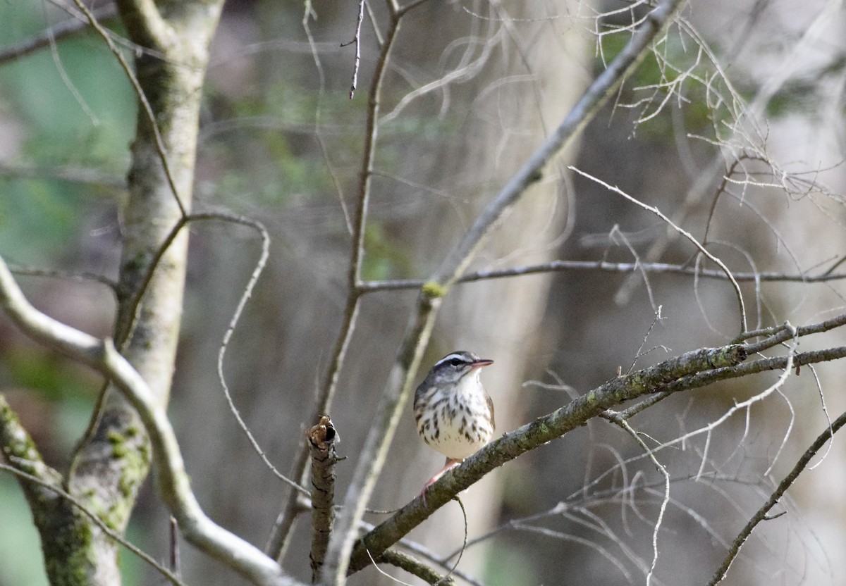 Louisiana Waterthrush - Wes Blauvelt