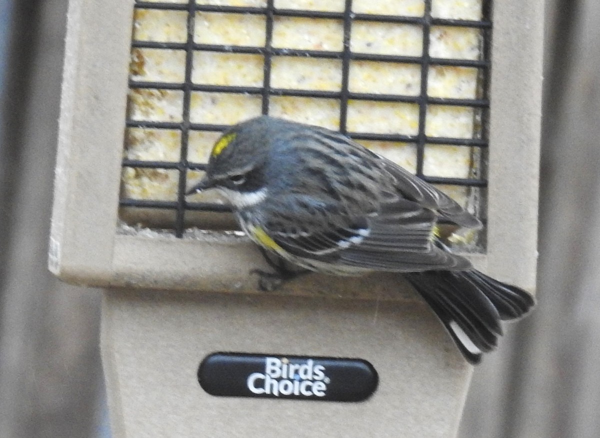 Yellow-rumped Warbler - Les Gunderson