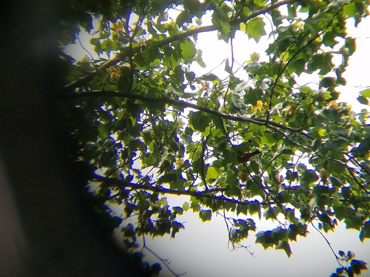 Scarlet Tanager - ML56041951