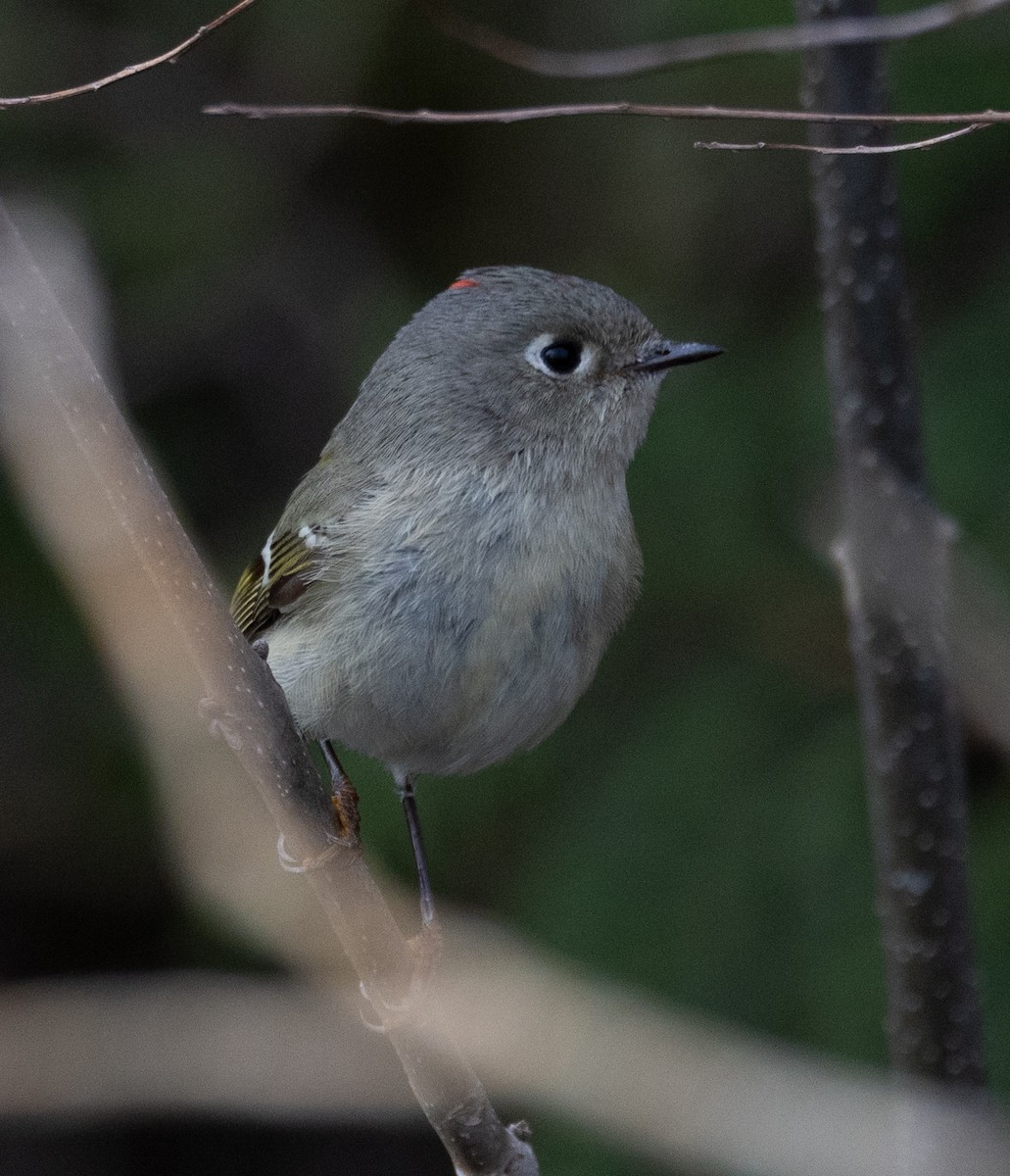 Ruby-crowned Kinglet - Sylvie Martel / Gaétan Giroux