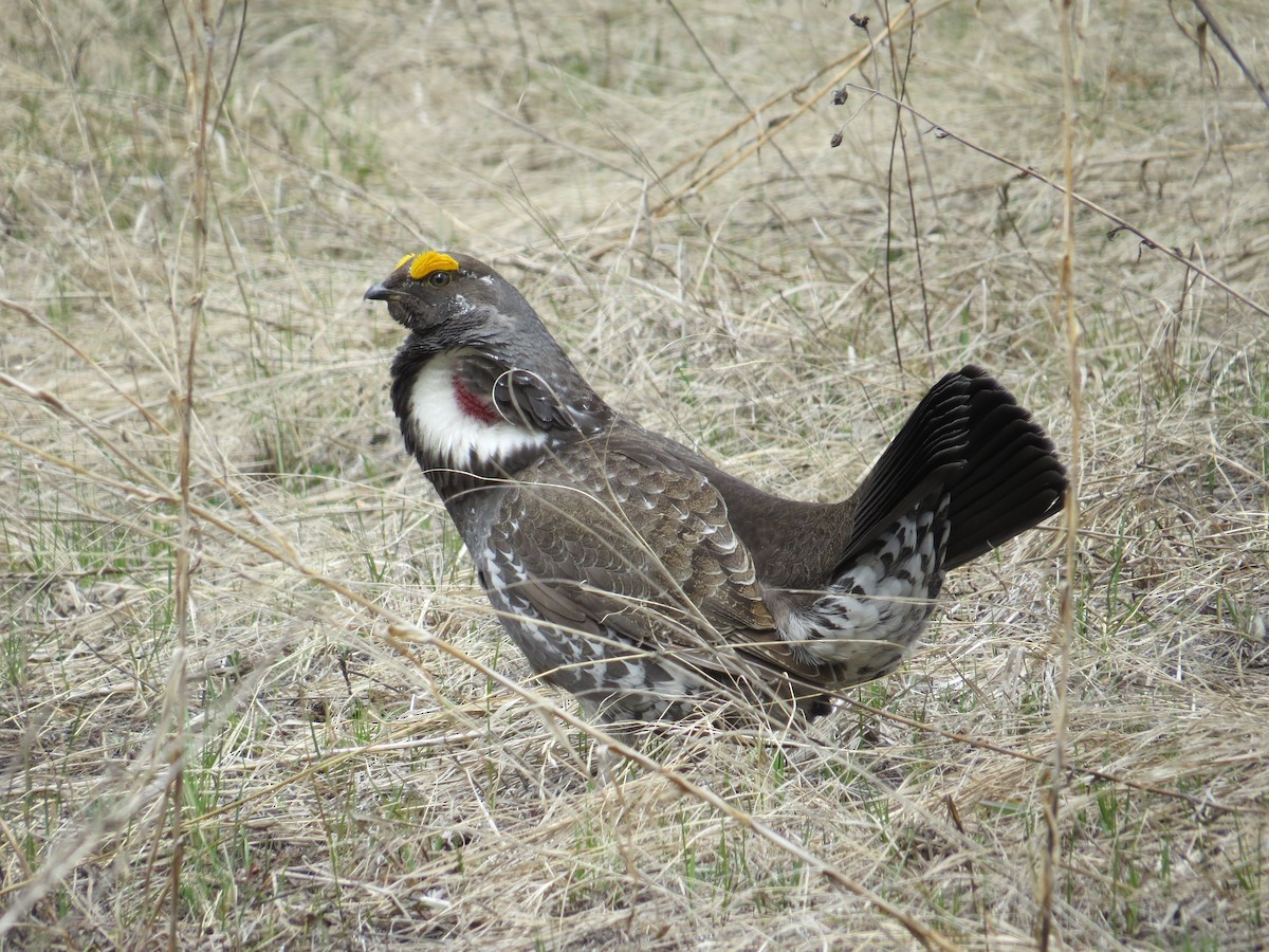 Dusky Grouse - ML560421121