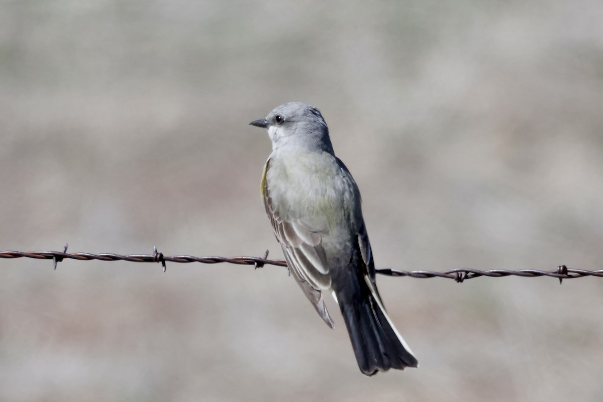 Western Kingbird - Bill Frey