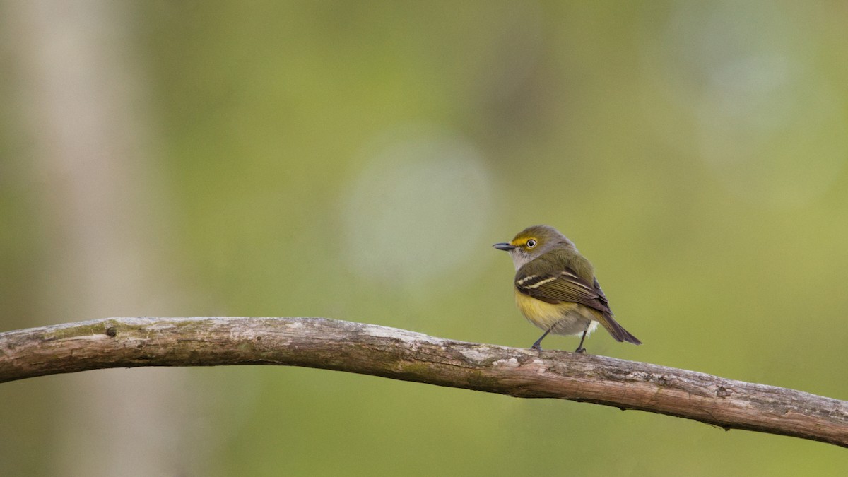 White-eyed Vireo - ML560422021