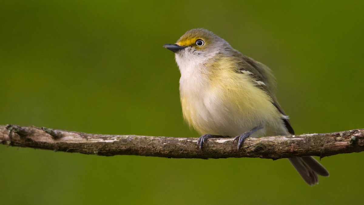 White-eyed Vireo - ML560422031