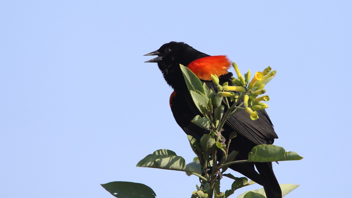 Red-winged Blackbird (Mexican Bicolored) - Anuar López