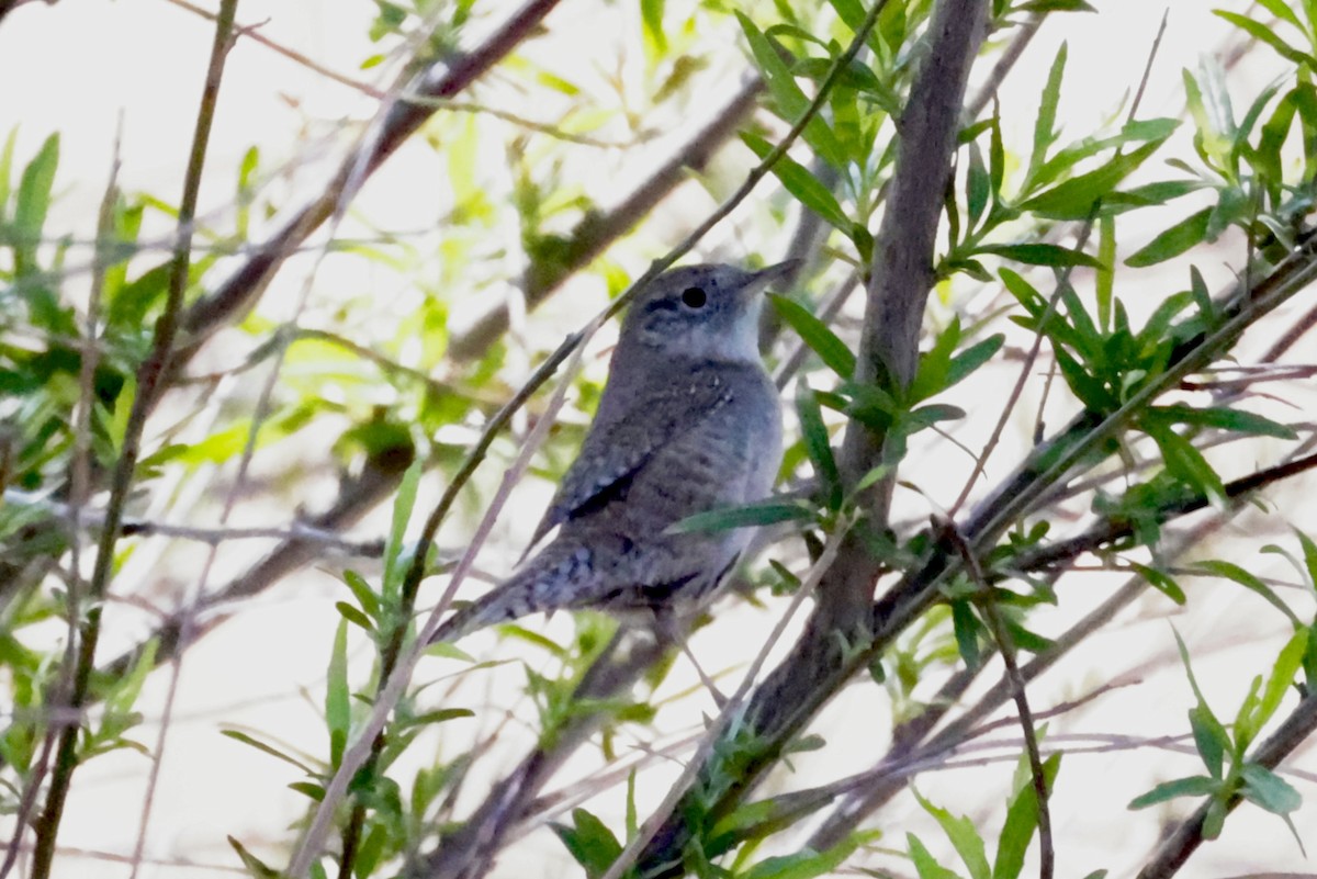 House Wren - ML560424001