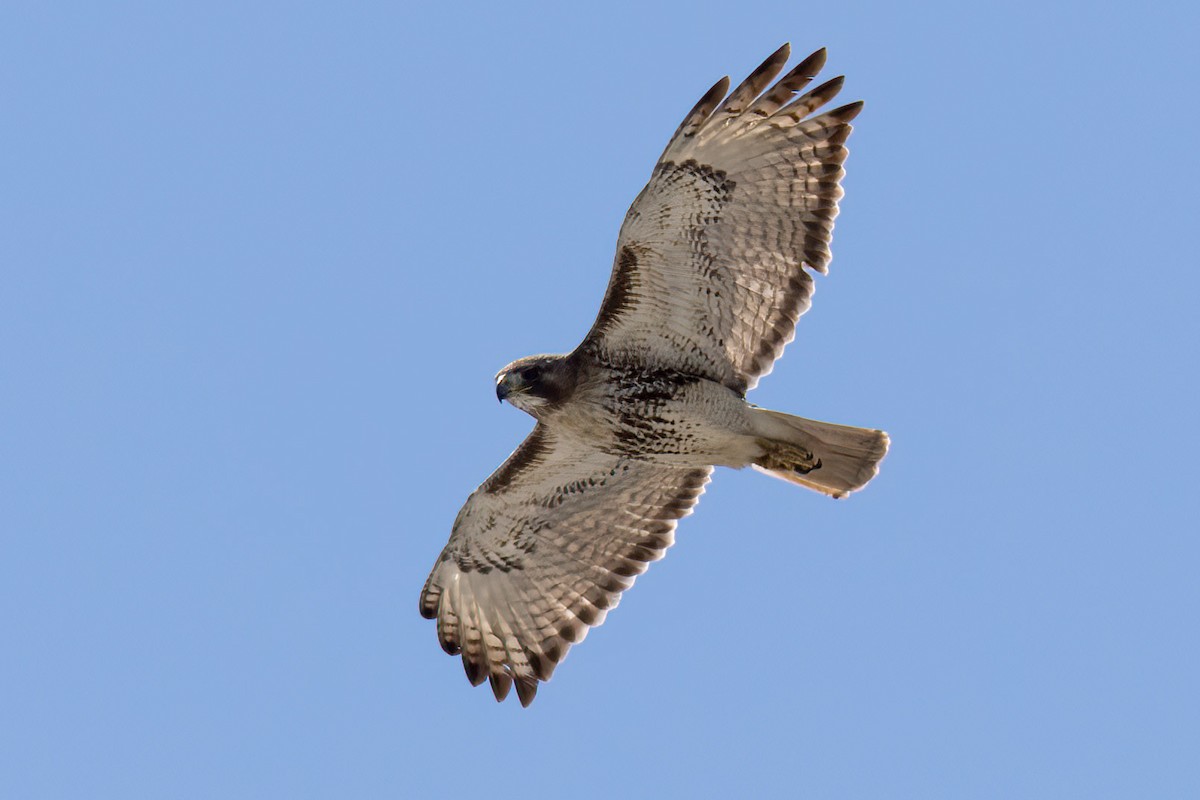 Red-tailed Hawk - ML560424631