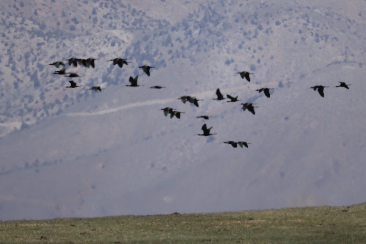 White-faced Ibis - ML560425381