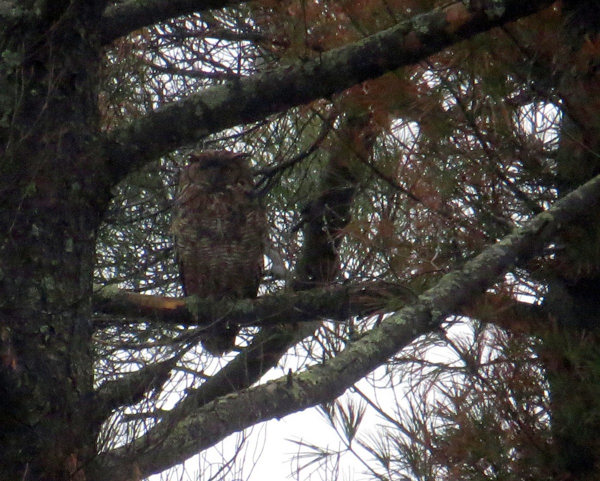 Great Horned Owl - Pam Campbell