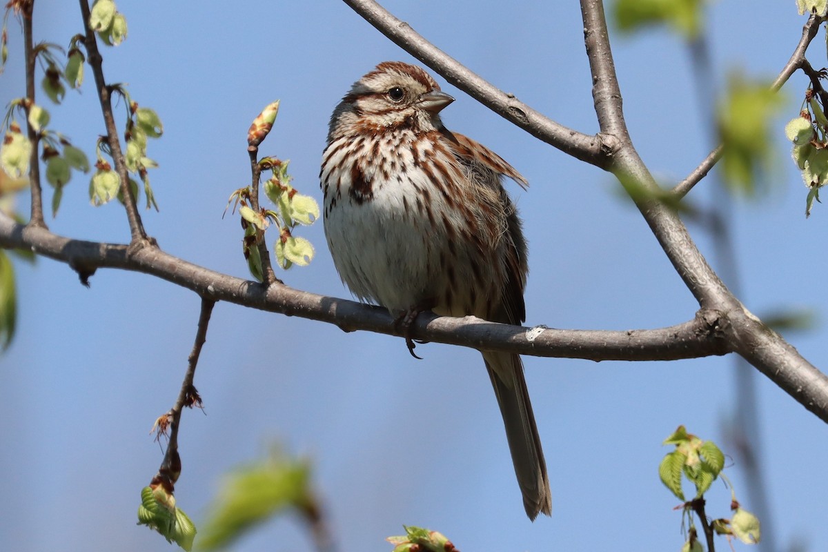 Song Sparrow - ML560426501