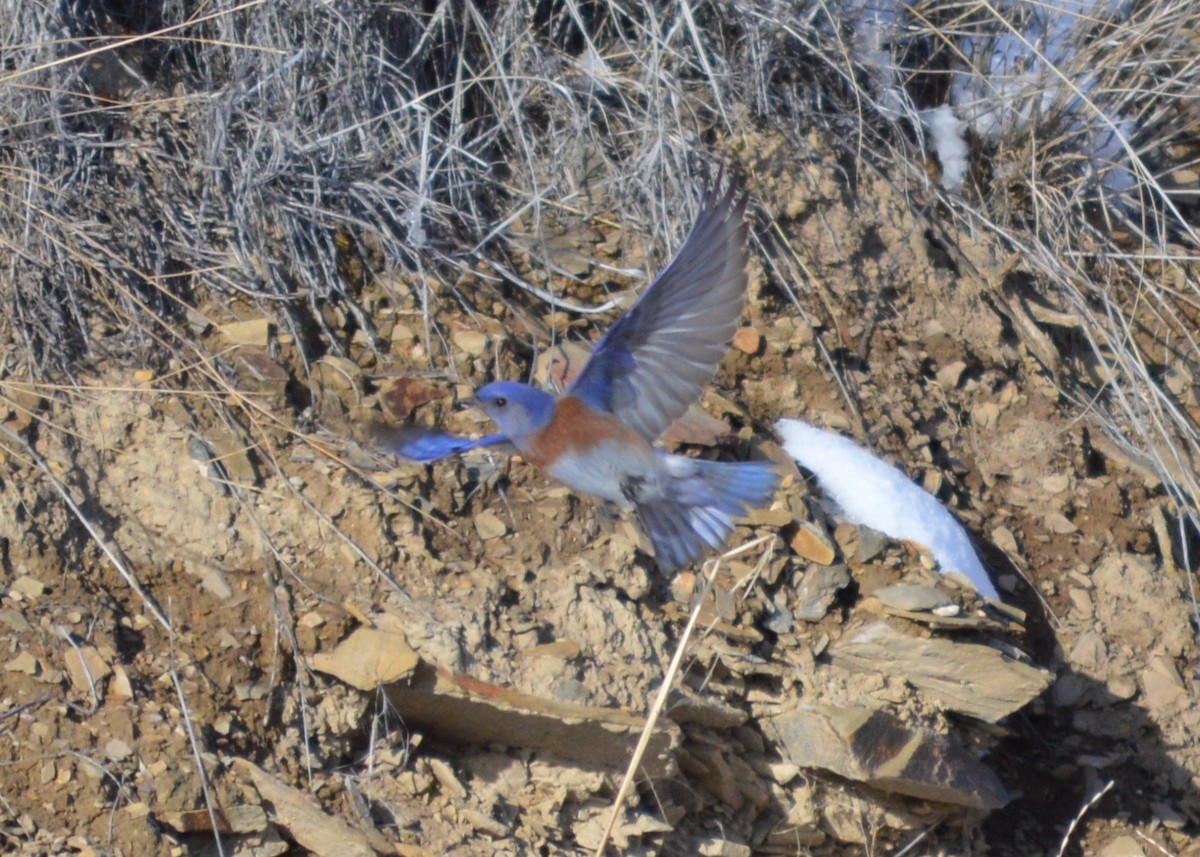 Western Bluebird - ML560426571