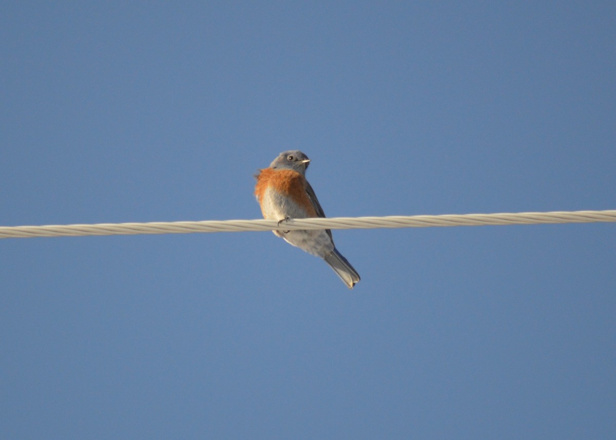 Western Bluebird - ML560426581