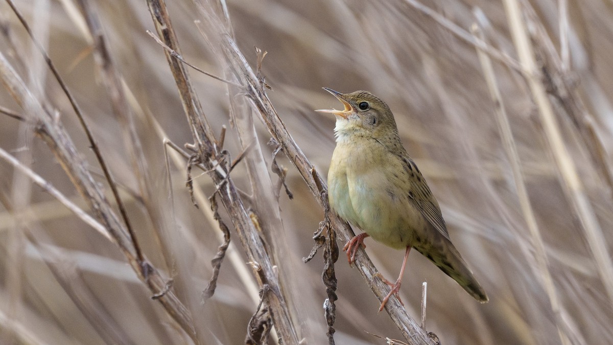 Common Grasshopper Warbler - ML560426731