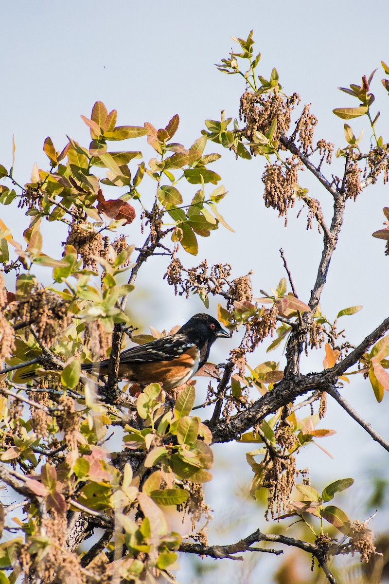 Spotted Towhee - ML560426871