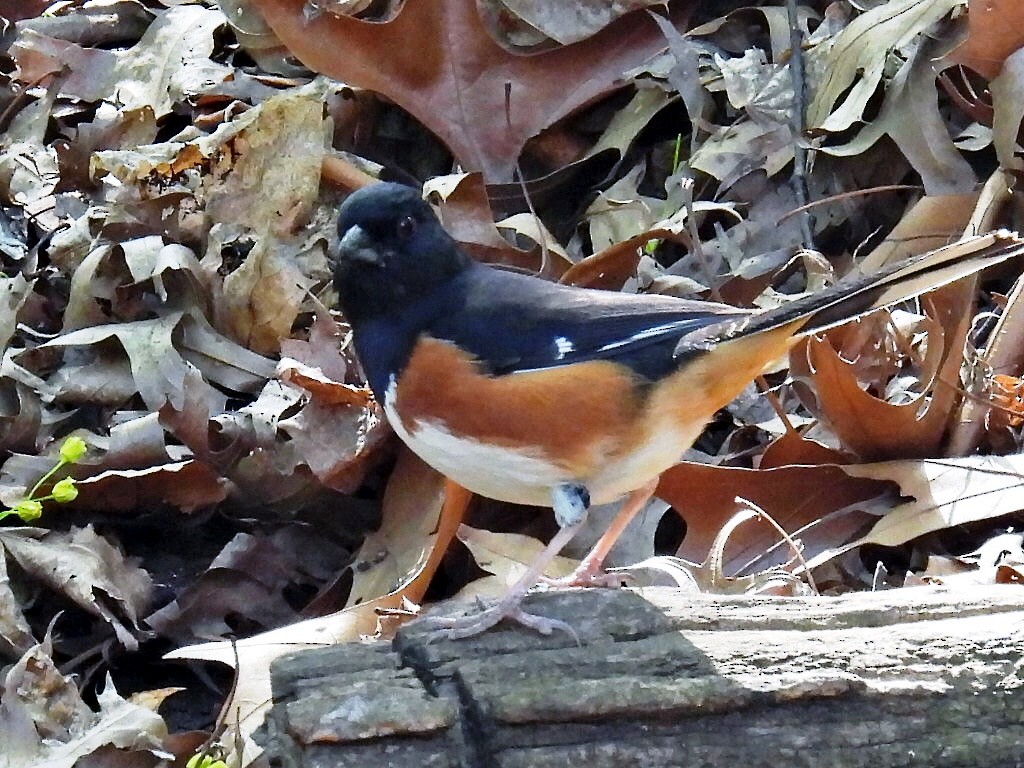 Eastern Towhee - ML560427001