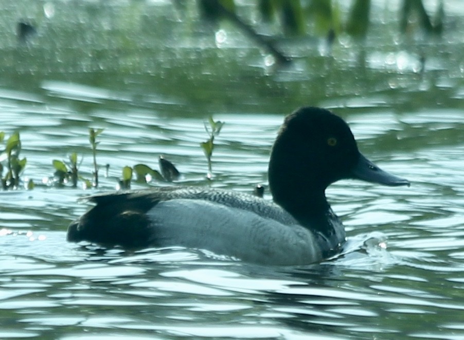 Lesser Scaup - ML56042751