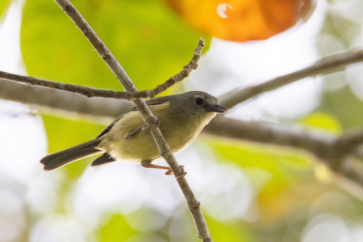 Blue Mountain Vireo - ML560427591