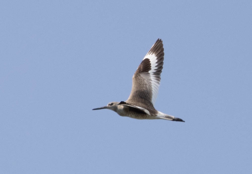 Willet - ML560427601