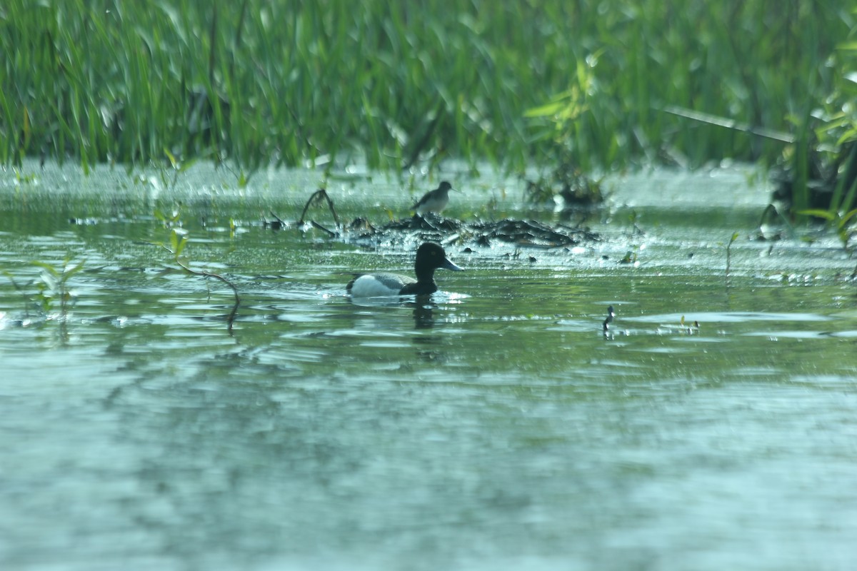 Lesser Scaup - ML56042781