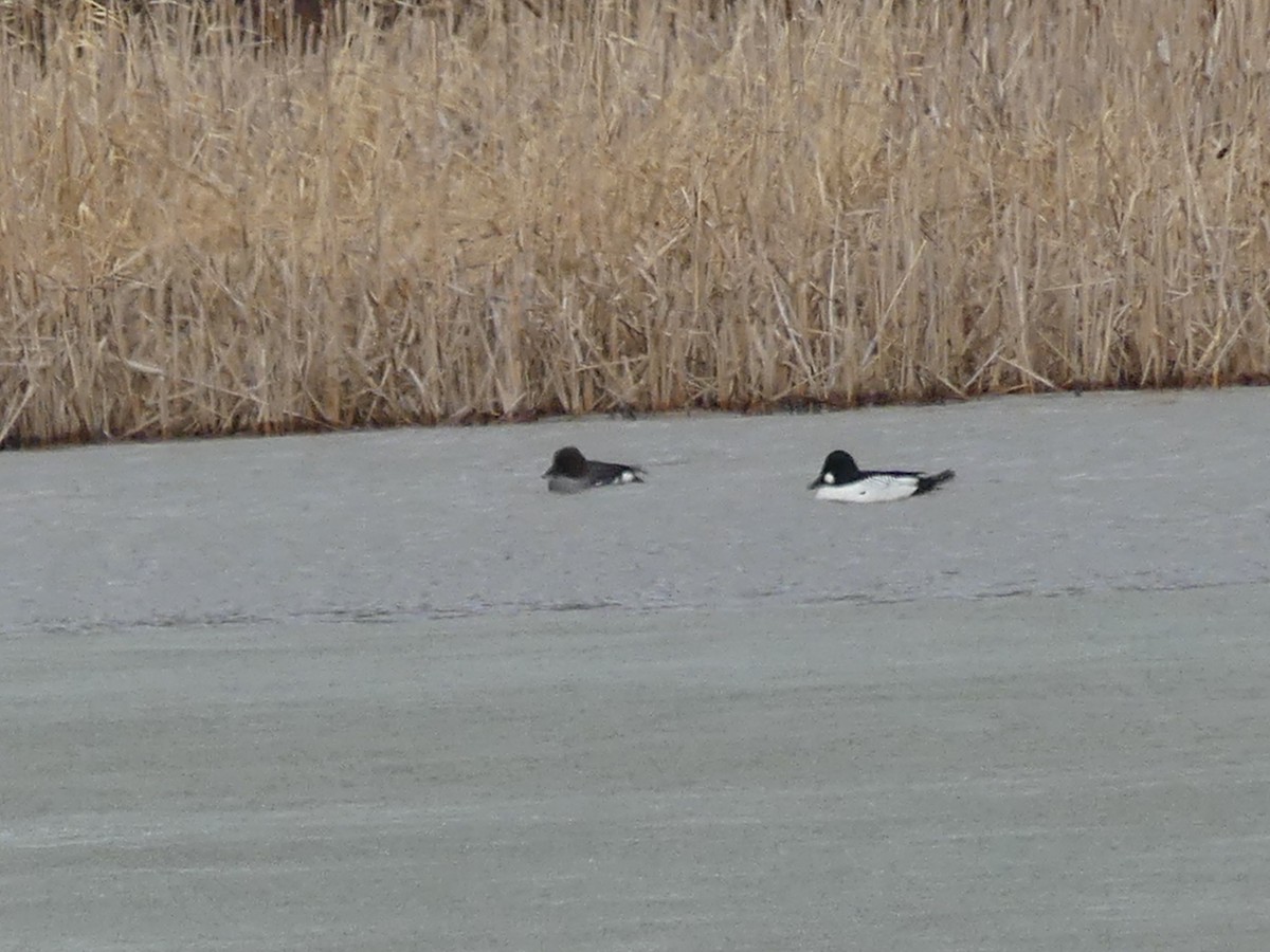 Common Goldeneye - ML560428071