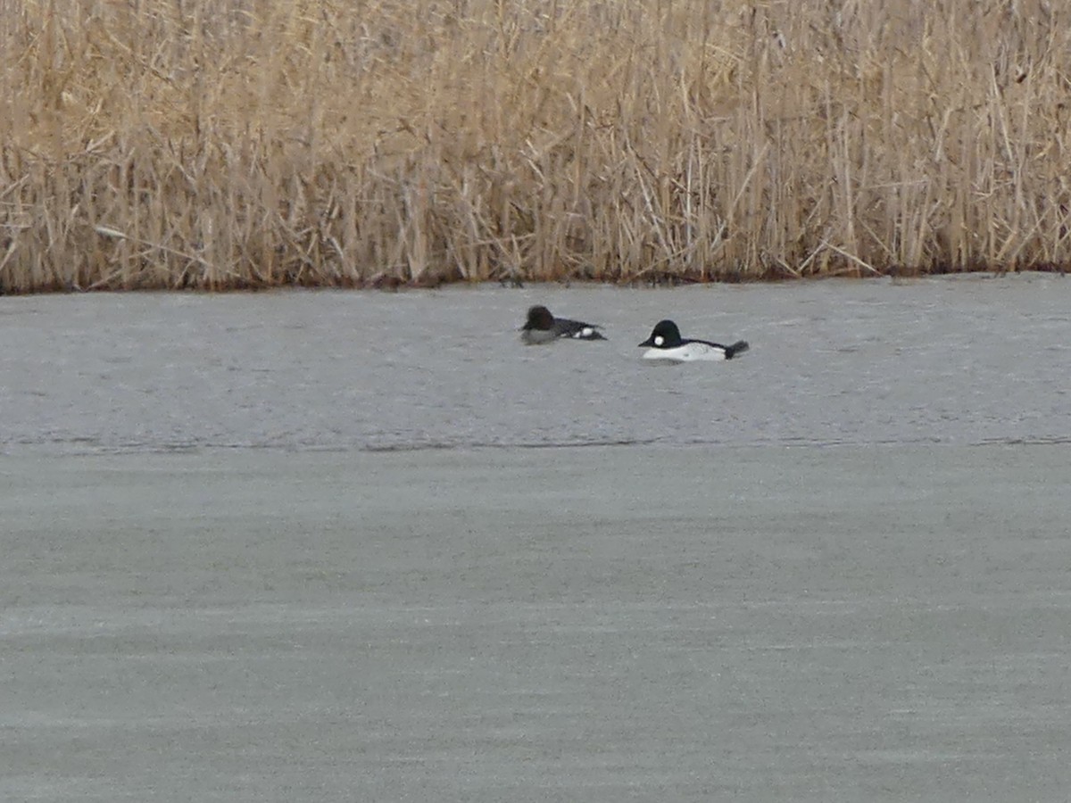 Common Goldeneye - ML560428221